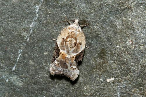 Acleris lacordairana